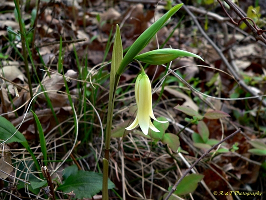{Uvularia puberula}